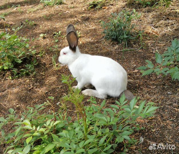 Калифорнийские кролики