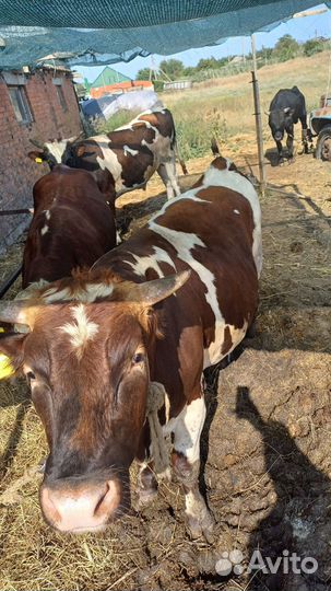 Быки на мясо. 235 живым весом