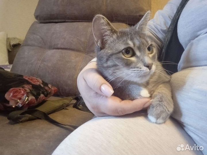 Кошка в добрые руки