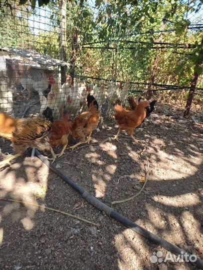 Куры молодки