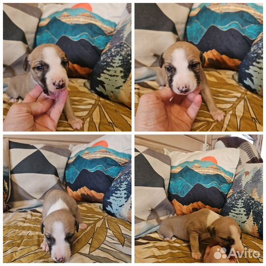 Щенки уиппета