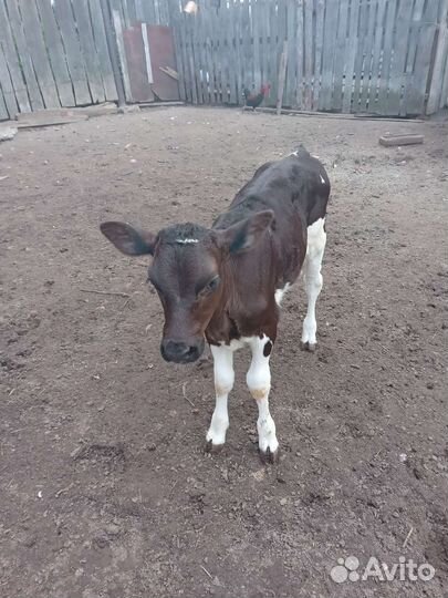 Телочка 2 месяца