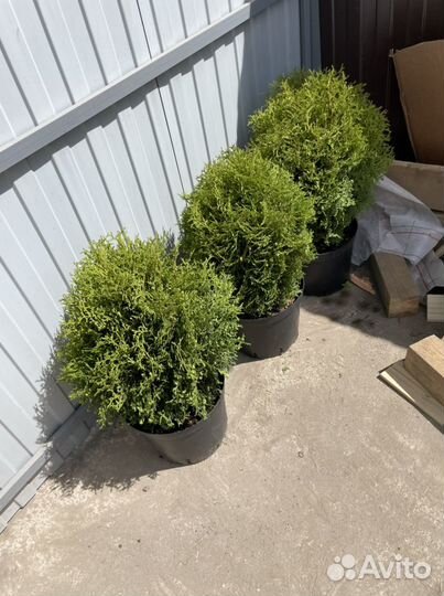 Туя западная Шар