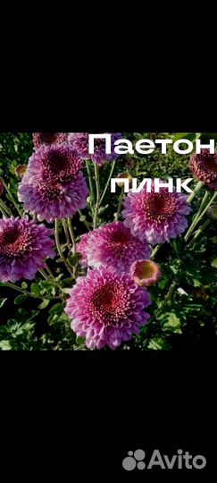 Хризантема корейская