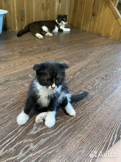 Котята вислоухие