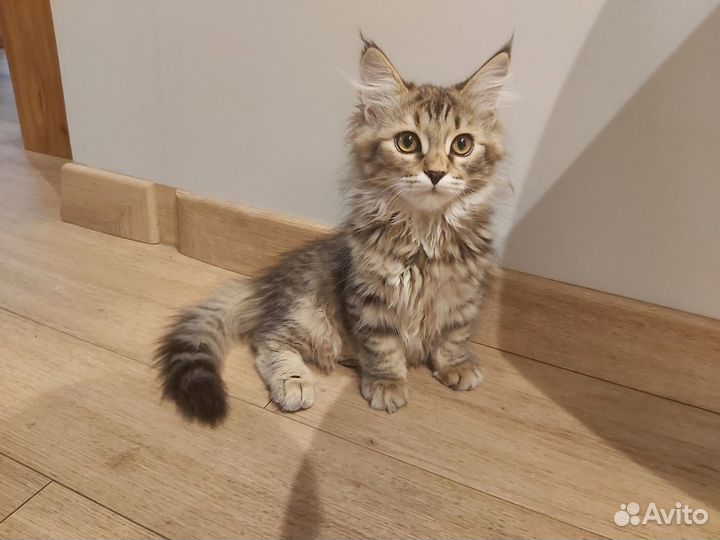Сибирские котята. Питомник 