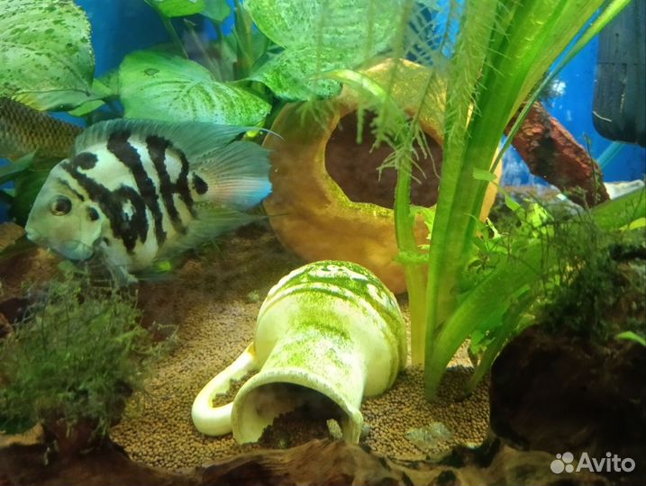 Рыбка сапфировый попугай мальки