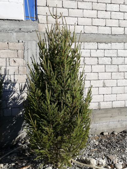 Елка новогодняя Ель Сосна опт