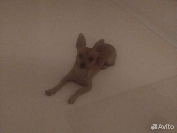 Вязка собак