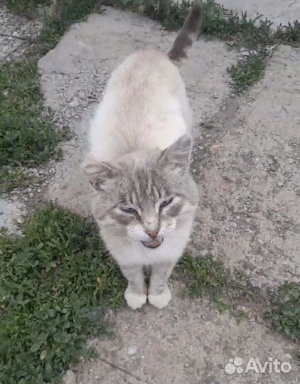 Кот живет у магазина