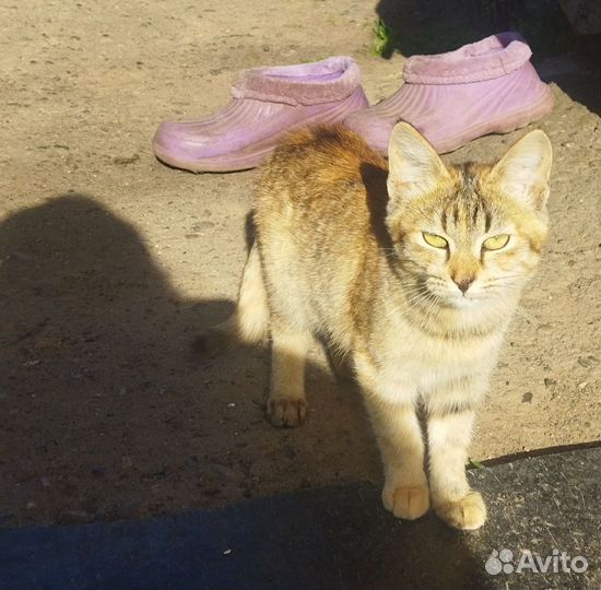 Кошечки котятки