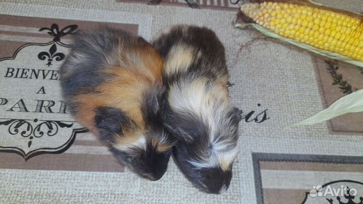 Морские свинки