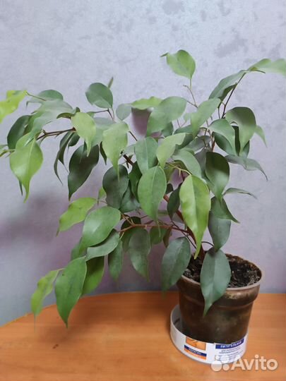 Фикус бенжамина