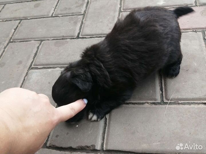 Щенок 1,5 месяца, девочка