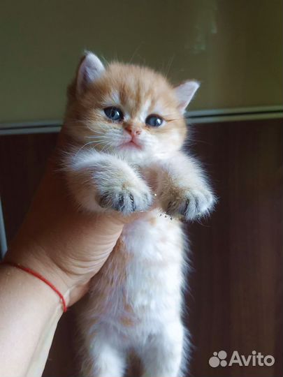 Котята золотая шиншилла