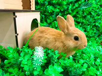 Вислоухий карликовый кролик - супер мини