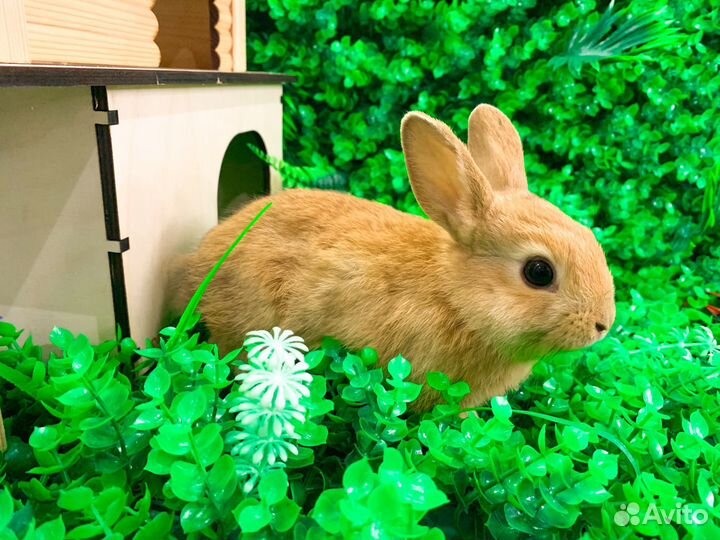 Вислоухий карликовый кролик - супер мини