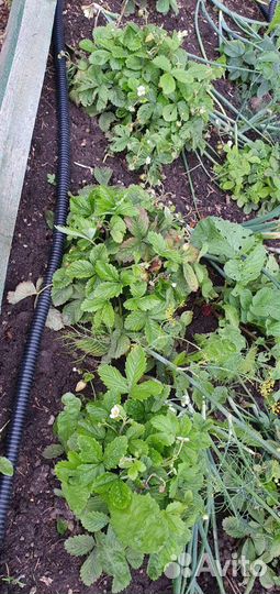 Куст жёлтой земляники