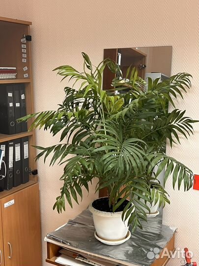 Арековая пальма Хамедорея