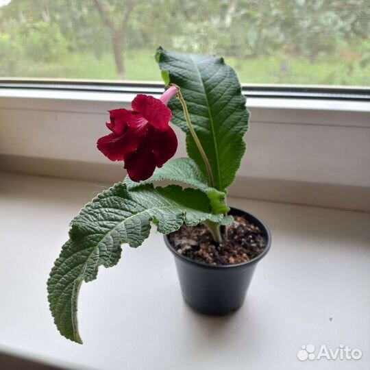 Стрептокарпус бордовый