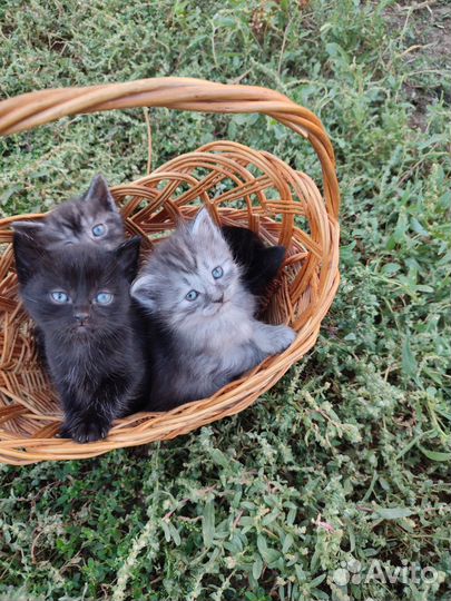 Отдам котят в добрые руки