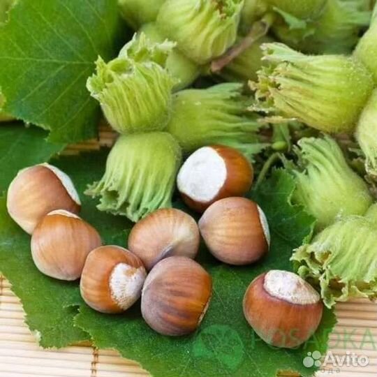 Орешник фундук (лещина) саженцы