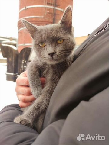 Котёнок в добрые руки