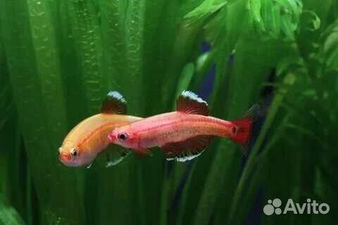 Аквариумные рыбки и растения