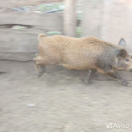 Дикие кабанчики