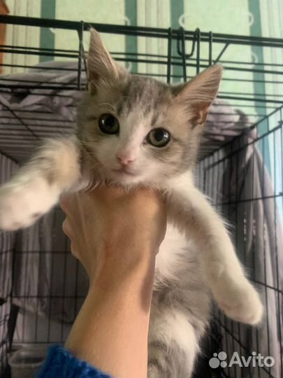 Кошка (котенок)