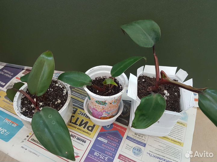 Филодендрон, черенки