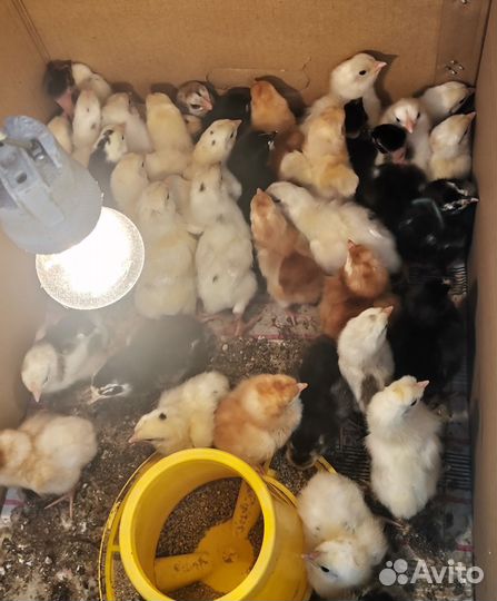 Цыплята домашние