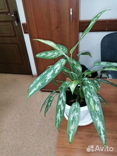 Продам цветок, в отличном состянии