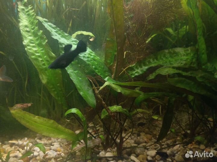 Аквариумные растения