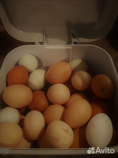 Яйцо куриное домашнее/ Продукты из деревни