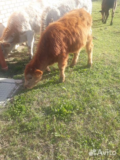 2 бычка одна телка