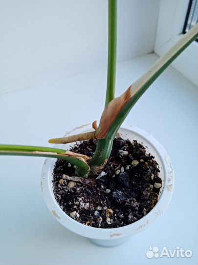 Диффенбахии, Монстера