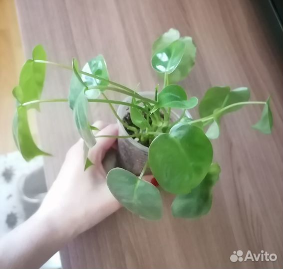 Филодендрон Бурле Маркс