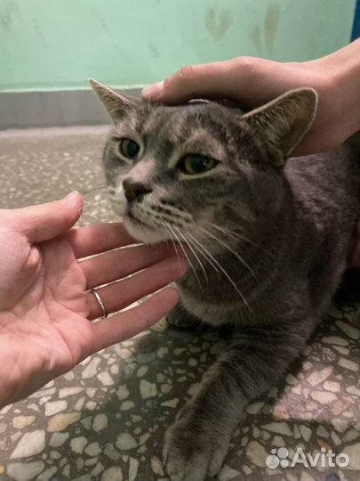 Кошка в добрые руки