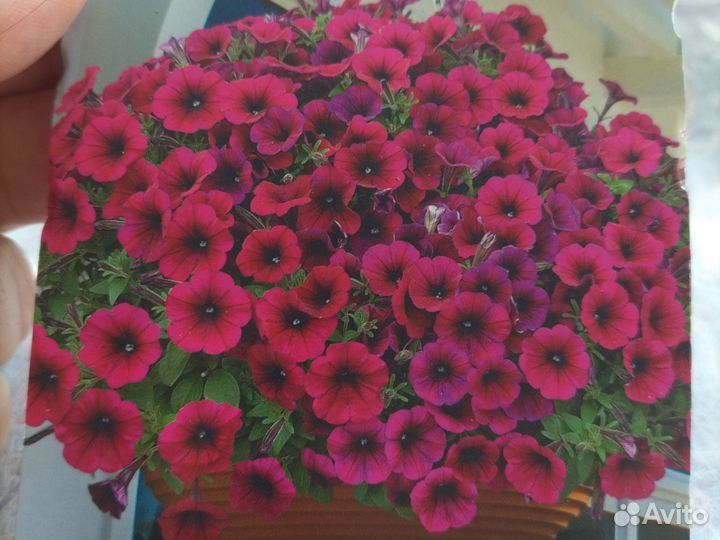 Петуния тайдал, ампельная, каскадная