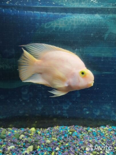 Рыбка Попугай