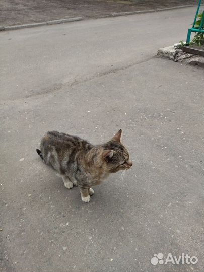 Котик в добрые руки