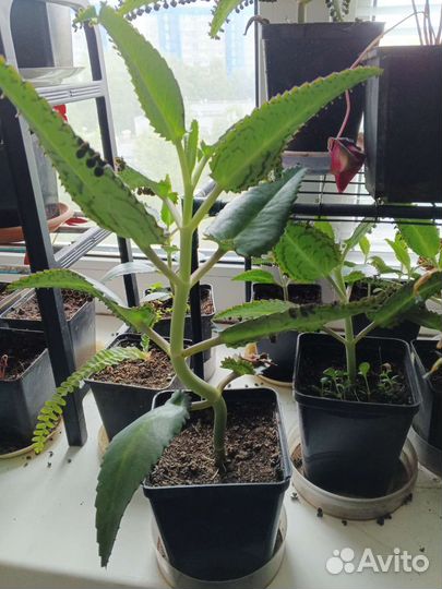 Каланхоэ комнатное лекарственное растение