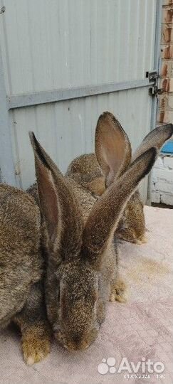 Кролики фландр-великан