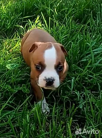 Амстафф щенок с документами