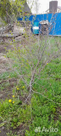 Вишня кустовая и ирга