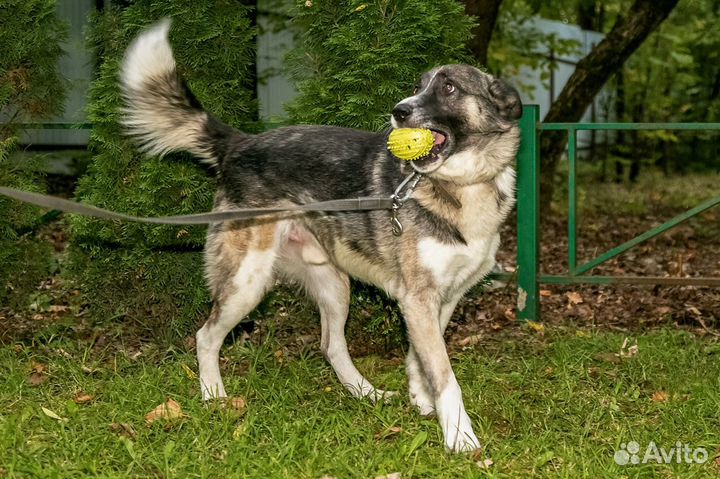 Бывшедомашний пес, нужен дом, в добрые руки