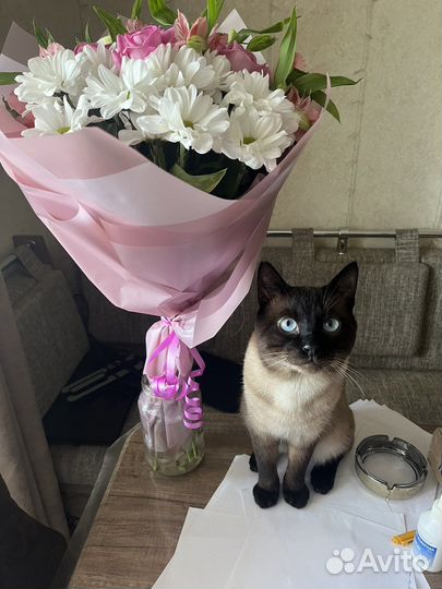 Сиамский кот вязка