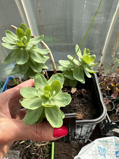 Очиток видный