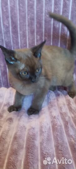 Соболиный котик